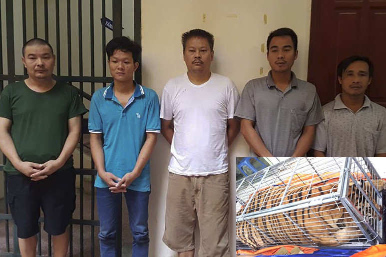 Các đối tượng và cá thể hổ (ảnh nhỏ).