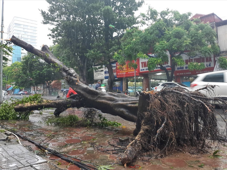 Cây xanh bật gốc sau cơn bão số 3.