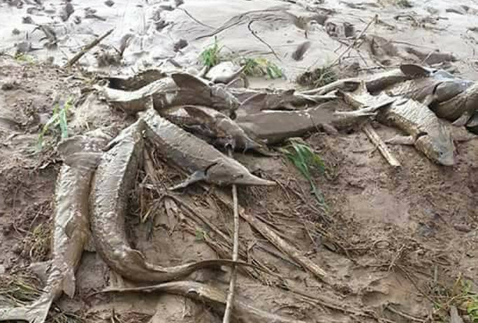 Cá tầm trôi dạt ra đồng sau bão. Ảnh: Duy Học.