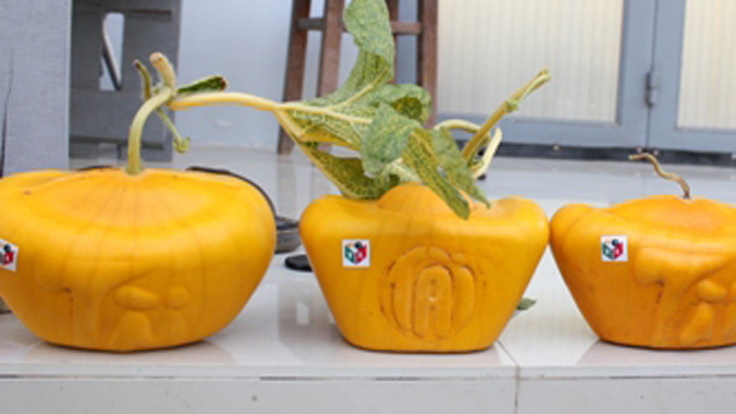 Trồng dưa hấu thỏi vàng thu tiền tỷ dịp Tết