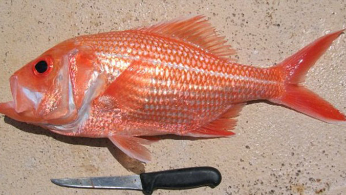 Con cá hồi đỏ khổng lồ sống thọ tới 84 tuổi.