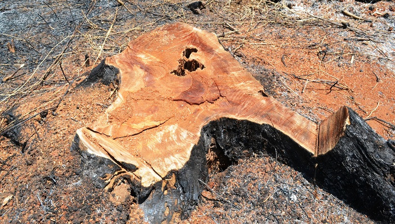 Gốc gỗ lớn vừa bị lâm tặc đốn hạ