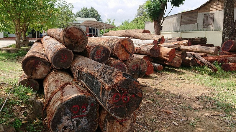 Gỗ của Phượng râu tại Hạt kiểm lâm huyện Cư Jút