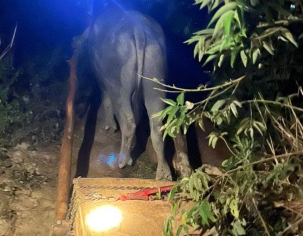 Các đối tượng sử dụng trâu kéo gỗ pơ mu 