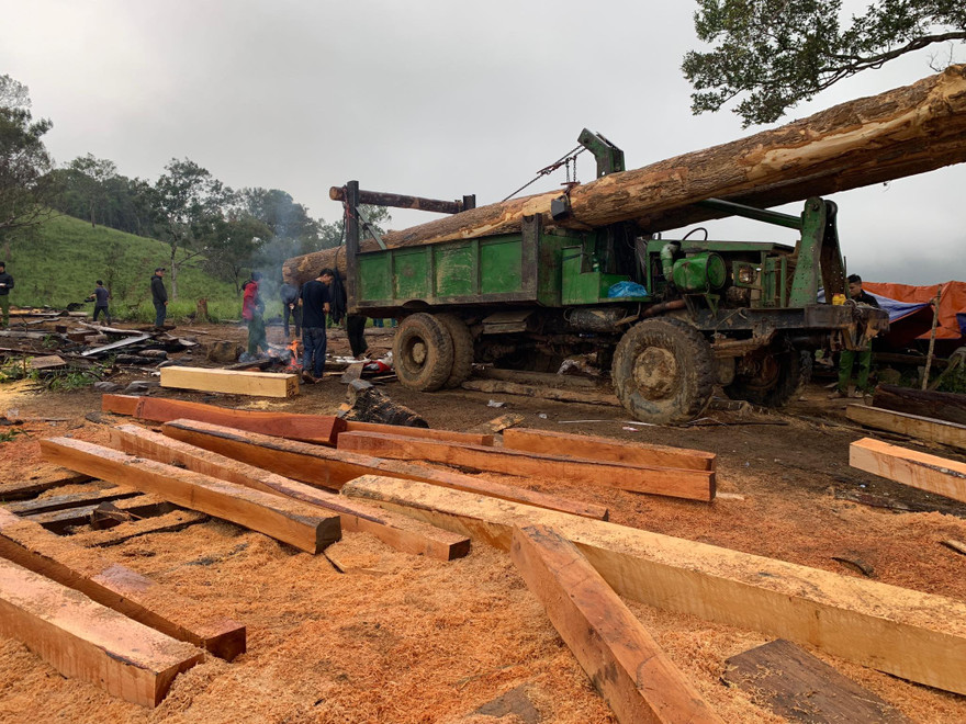 Những cây khổ lớn đã bị khai thác và xẻ hộp