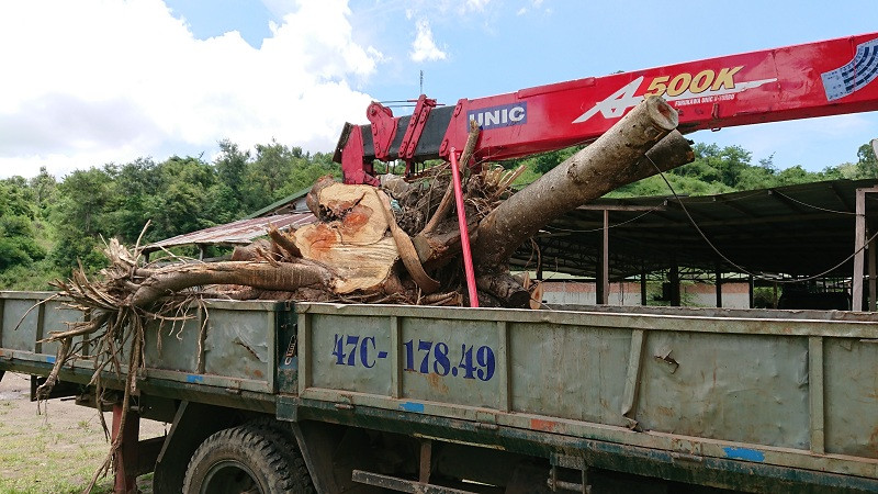 Cây cà te bị Hạt Kiểm lâm huyện Krông Bông cắt bỏ đi phần gốc khi chưa các minh