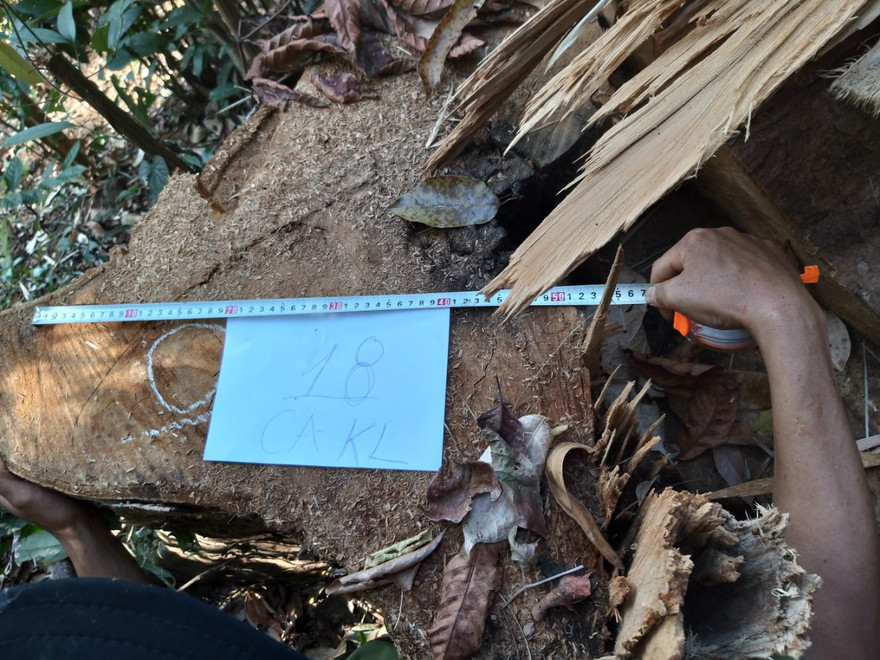 Hiện trường vụ hủy hoại rừng ở tiểu khu 1522