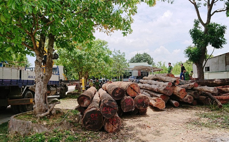 Gỗ tang vật của trùm gỗ Phượng "râu" được đưa về Hạt Kiểm lâm huyện Cư Jút