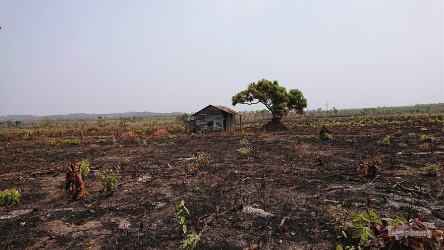 Diện tích rừng của Cty Cư Mlan bị lấn chiếm