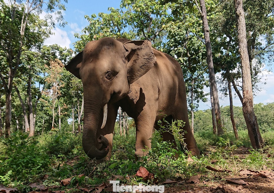 Một con voi rừng được chăm sóc ở Trung tâm bảo tồn voi Đắk Lắk