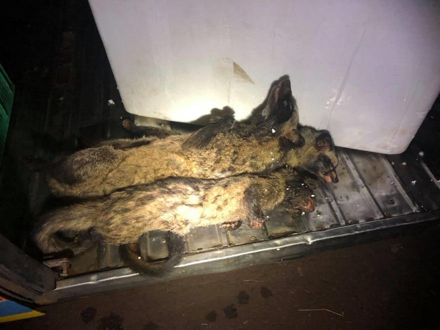 Tang vật là chồn bị bắt giữ trên xe khách