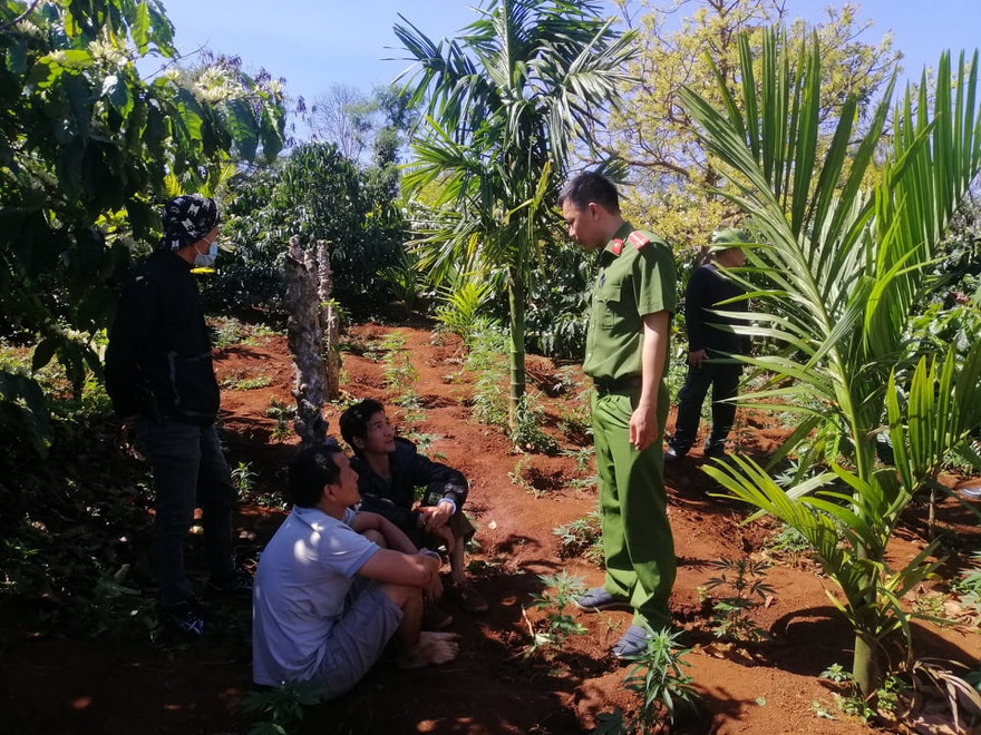 Hiện trường phát hiện hơn 1.500 cây cần sa trái phép