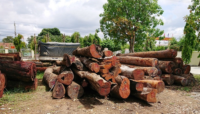 Gỗ lậu của Phượng “râu” tại Hạt kiểm lâm huyện Cư Jút