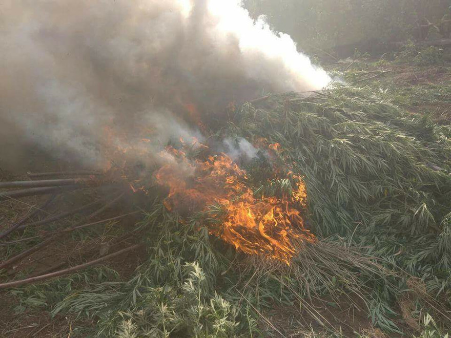 Lực lượng chức năng tiêu huỷ cây cần san trồng trái phép