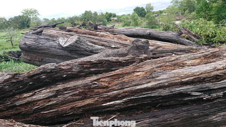 Tái sản công bị mục nát