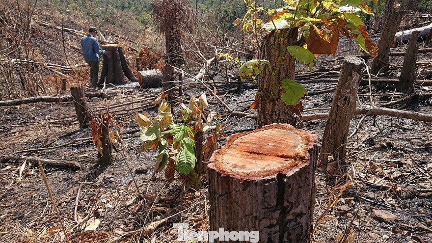 Hiện trường vụ hủy hoại rừng phòng hộ thuộc lâm phần của Cty Chư Phả quản lý