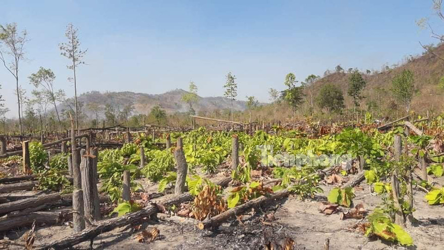 Rừng vẫn tiếp tục bị tàn phá tại Ea Súp