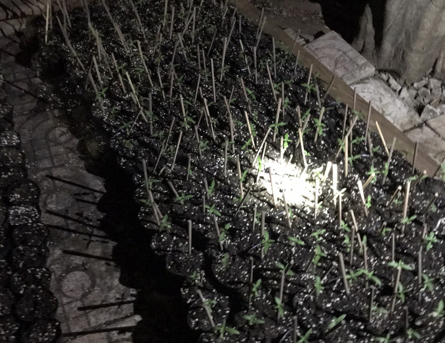 Hiện trường vụ phát hiện trồng gần 300 cây cần sa