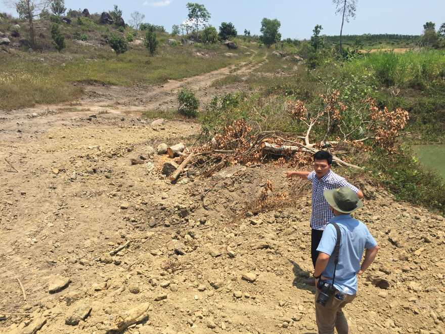 Nơi cây đa “khủng” bị bứng đi