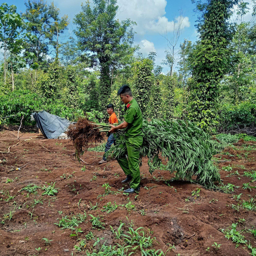Nhiều cay cần sa được thu giữ tại hiện trường