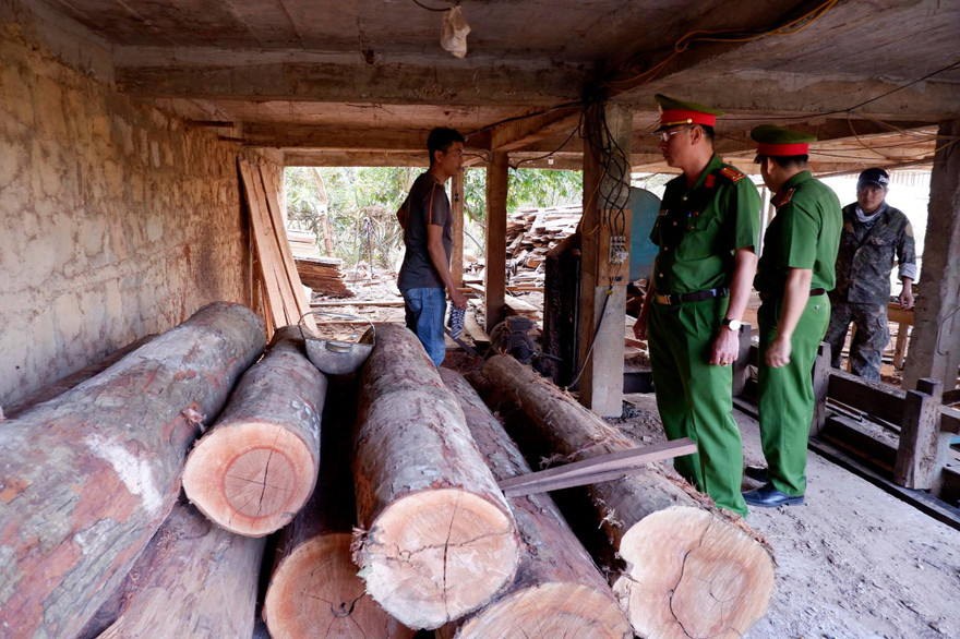 Số gỗ không có hóa đơn chứng từ bị công an phát hiện