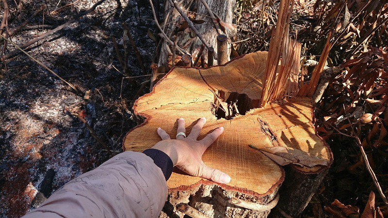 Nạn phá rừng để lấn chiếm đất "mặt tiền" dọc QL 28 