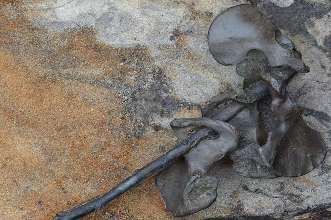 Các xương chậu của người được cắm lên cùng 1 cành cây khiến các nhà khoa học liên tưởng về một phong tục man rợ.