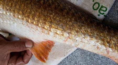 Con cá màu vàng mà ông Vinh câu được nghi là cá Sủ vàng. Ảnh: T.V.