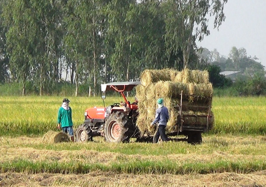 Những năm trước đây, rơm thường được nông dân đốt tại đồng, nay có nhiều người mua nên mỗi công (1.000m2) bán được 70.000 đồng.