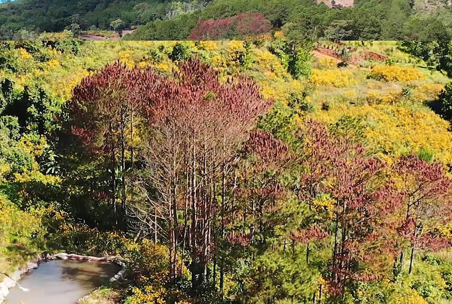 Vạt rừng bị đầu độc chết khô