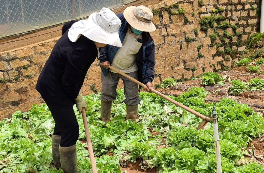 Nông dân Đà Lạt cuốc bỏ rau