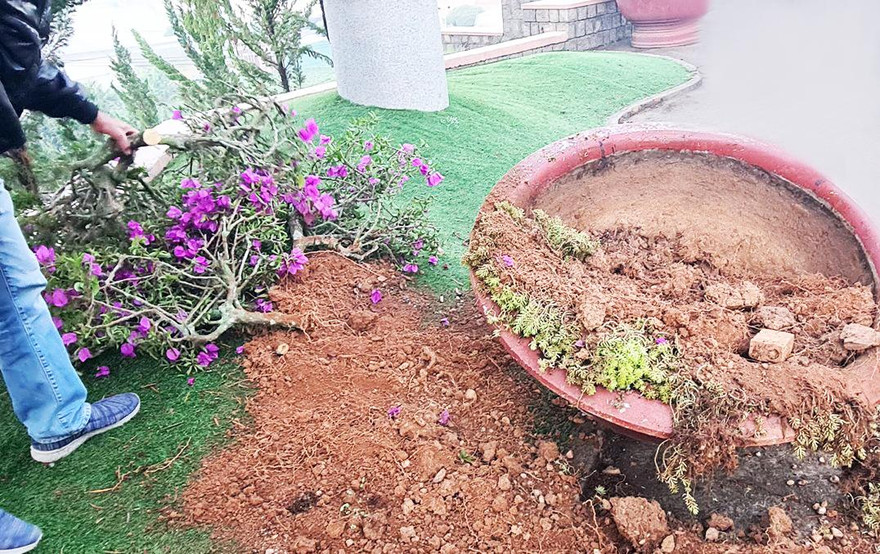 Hiện trường vụ trộm cây kiểng hoa giấy