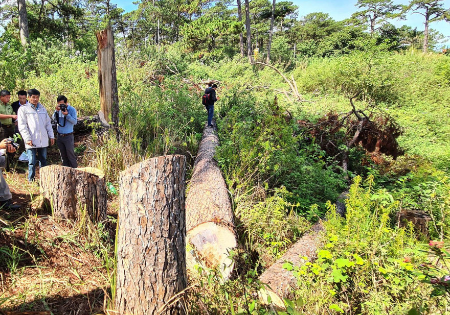 Hàng loạt cây thông bị triệt hạ ngay tại trung tâm TP.Đà Lạt