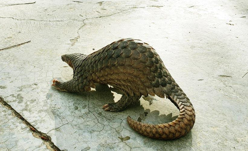 Cá thể tê tê quý hiếm vừa được giải cứu