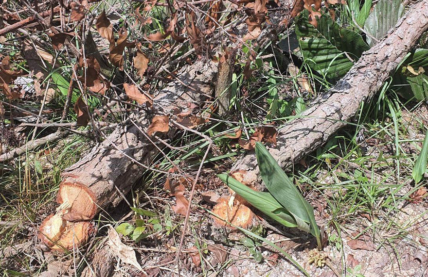 Cưa hạ rừng thông tiểu khu 259