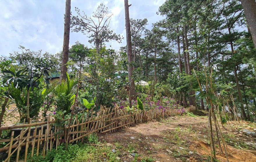 bao chiếm đất rừng trên đồi Lộng gió