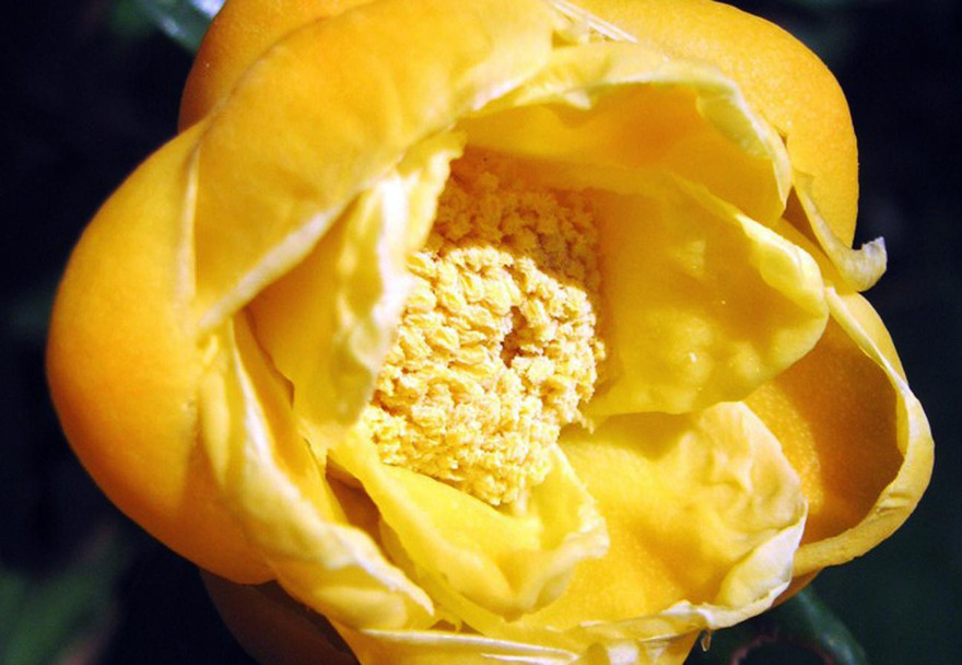 Lứa hoa đầu tiên chớm nở trong công viên Trà hoa vàng giữa rừng nguyên sinh VQG Cát Tiên 