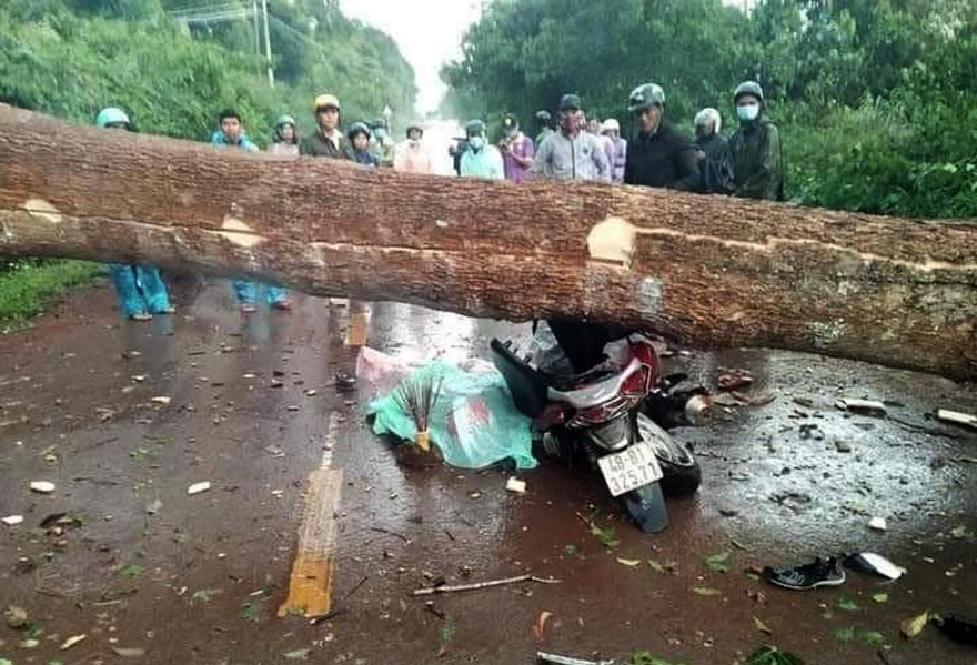 Hiện trường vụ tai nạn do cây cổ thụ ngã đổ