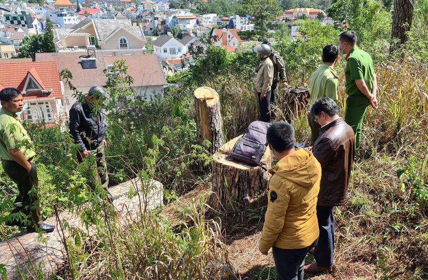 Hàng loạt cây thông trăm tuổi trên lô ‘đất vàng’ bị triệt hạ