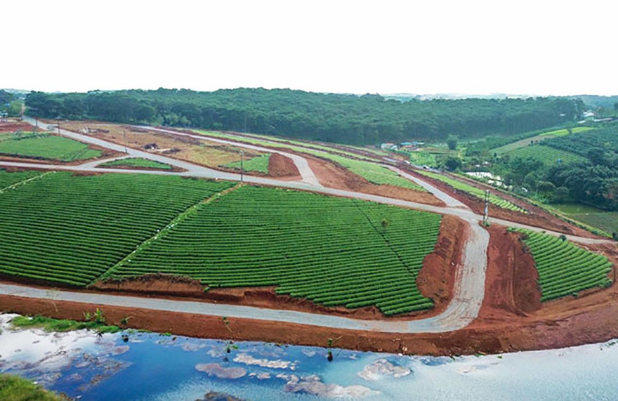 "Xẻ thịt" đồi chè ở thôn 12, xã Đạm B'ri