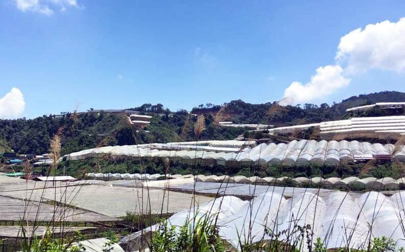 Nhà kính phủ núi đồi