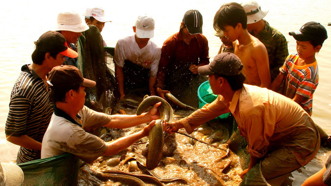 Thu hoạch cá chình ở Hồng Dân. Ảnh: Phanh Thanh Cường