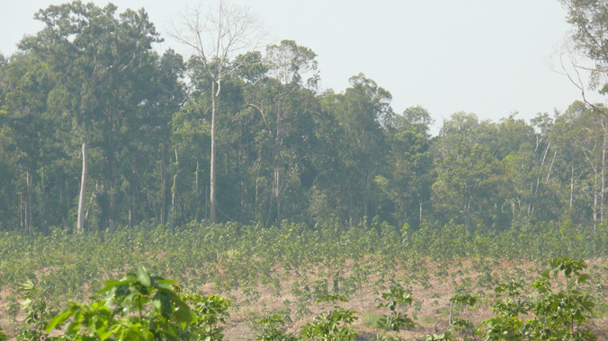 Cty Bình Dương phá hàng trăm ha rừng trồng cao su
