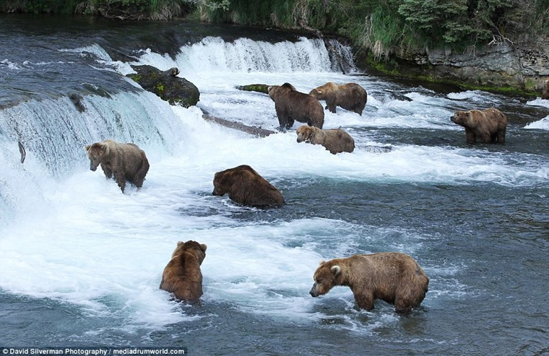 Nhiếp ảnh gia David Silverman ghi lại cảnh tượng đàn gấu nâu săn cá hồi dưới sông Brooks trong vườn quốc gia Katmai ở Alaska.