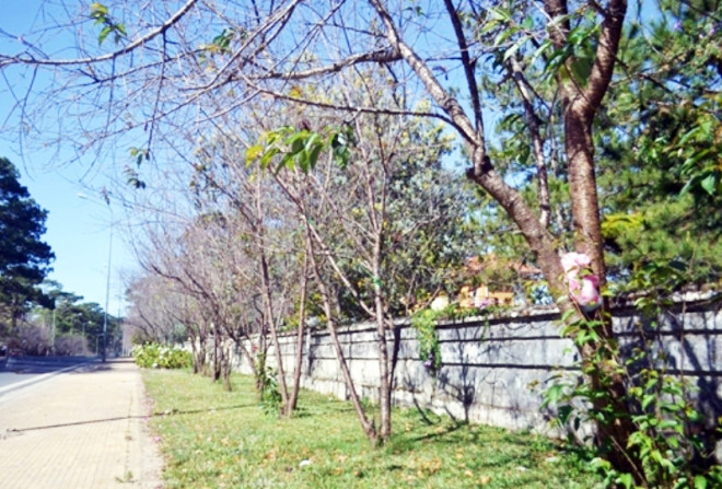 Phố mai anh đào đẹp nhất Đà Lạt đang trơ cành