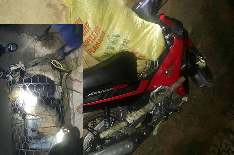 Chiếc xe máy và số chó nghi trộm của người dân.