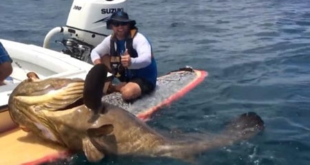 Bất ngờ câu được cá mú “khủng” nặng 186 kg