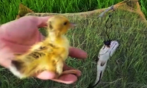 Con cá lóc dính bẫy và vịt con vẫn khỏe mạnh bình thường. Ảnh chụp từ video.