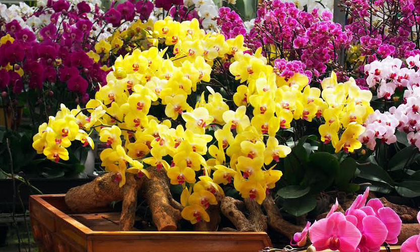 Thuyền hoa hồ điệp.