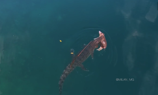 Ảnh chụp màn hình.